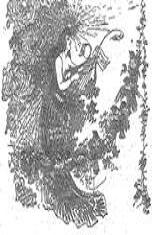 The Lady