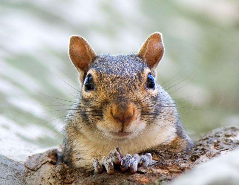 Just a squirrelly reminder from Chris's Squirrels and More