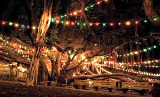 Banyan Tree lites