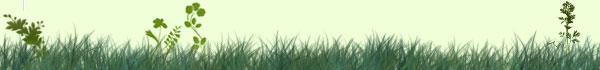 grass-clovers-header.jpg