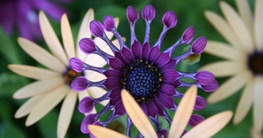 Barrel Daisy 1600