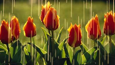 raining-tulips.jpg