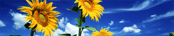 blue-sky-sunflowers-bnr.jpg