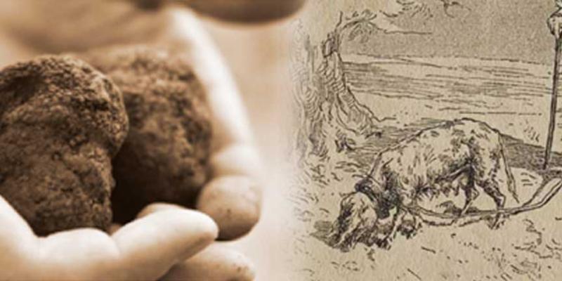 Florida Winefest _ Auction _ 4th Annual Wild Truffle Wine Dinner with special menu by Chef Paul Mattison at Mattison_s Forty-One in Sarasota_ Florida