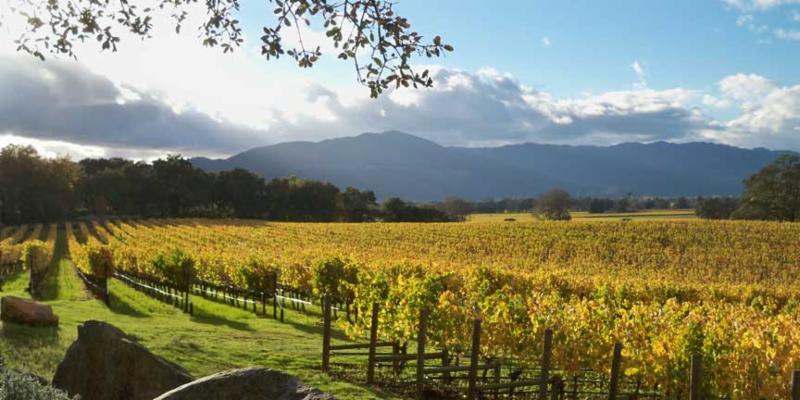 Cakebread Cellars Wine-Pairing Dinner at Mattison's Forty-One in Sarasota, Florida on Saturday, September 26, 2015