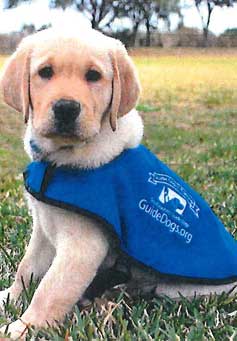 Yappy Hour fundraising event for the Southeastern Guide Dogs of Sarasota at Mattison_s Forty-One in Sarasota Florida