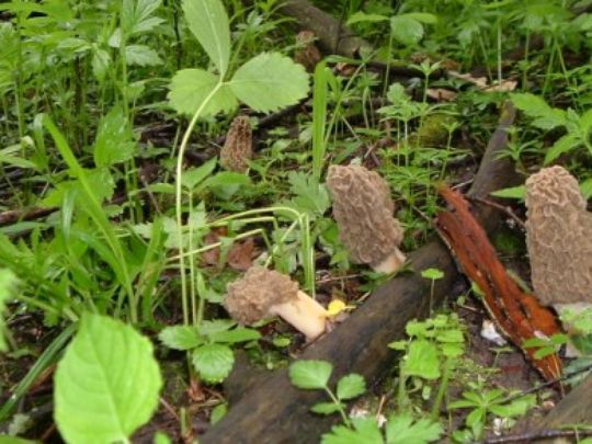 Morels
