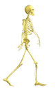 Skelton