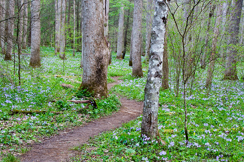 Wild Phlox Trail