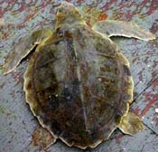 Kemp Ridley