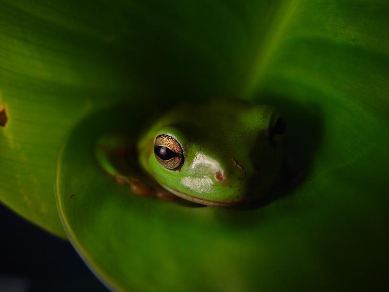 Frog