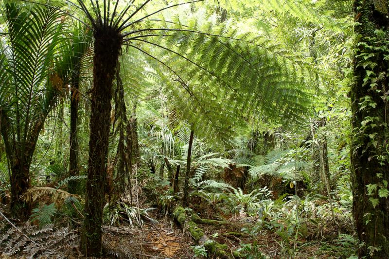 fern_tropical_jungle.jpg