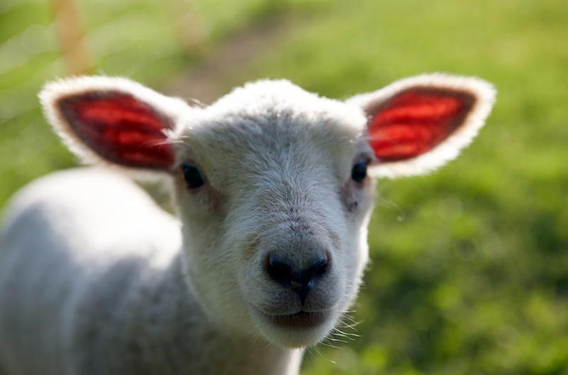 4-H lamb