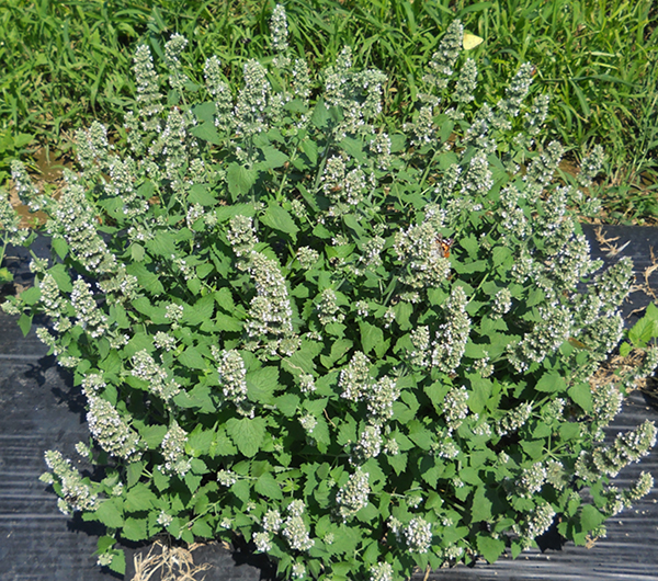 Catnip plant