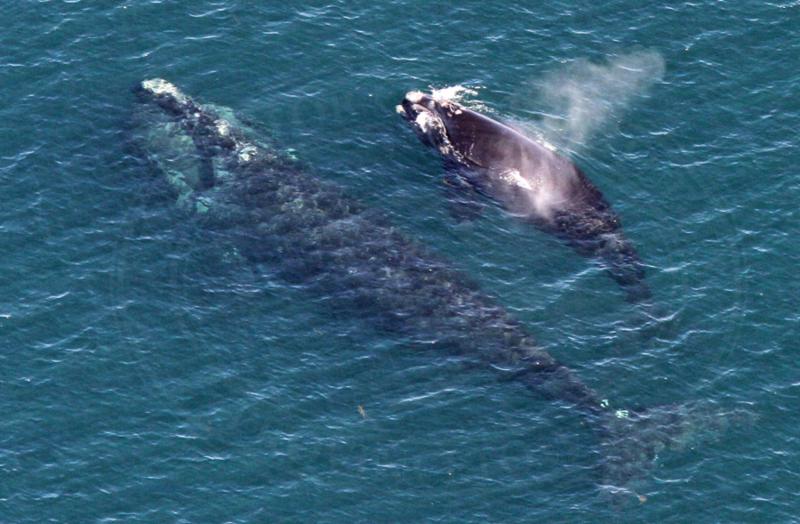 Right Whales