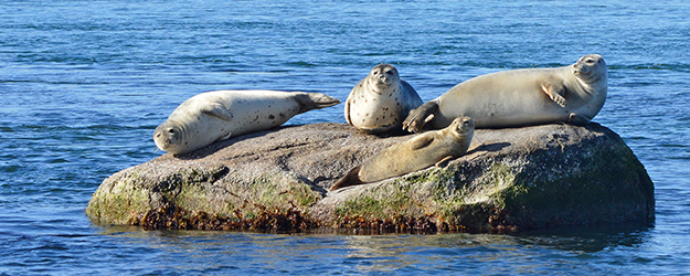 Seals