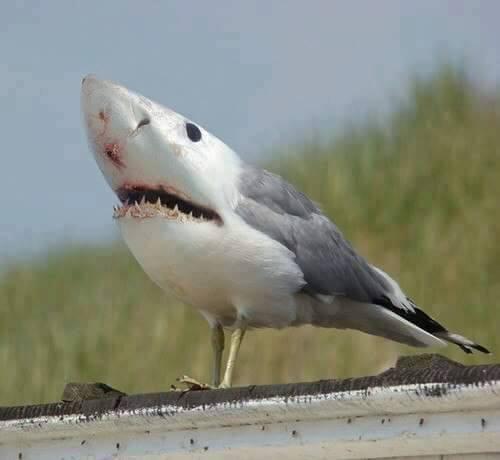 Shark Gull