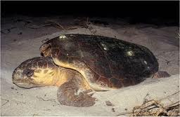 sea turtle