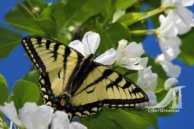 Crabapple with Butterfly