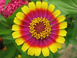 Zinnia - Bullseye