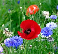 Bachelor Button and Poppy