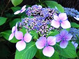 Hydrangea (2)
