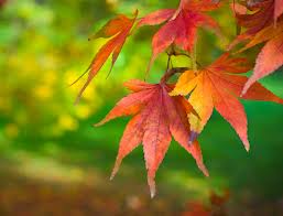 Fall Leaves with Green