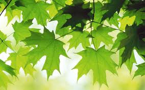 Leaves - green