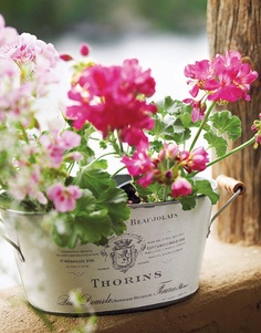 Geraniums