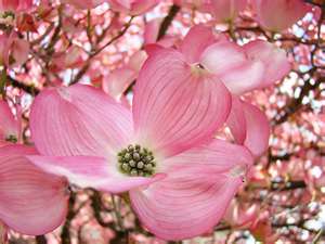 Dogwood