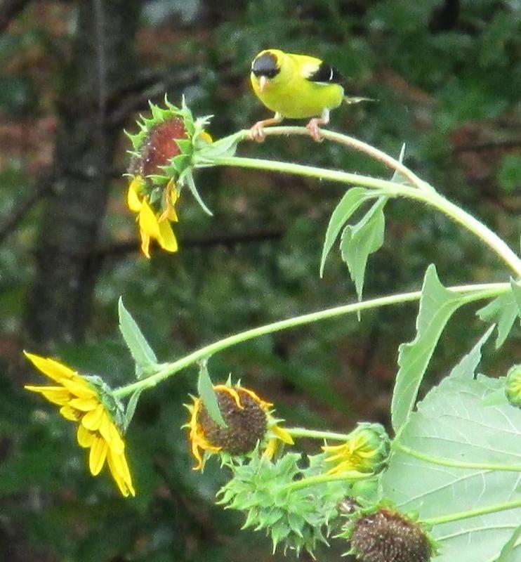 Goldfinch & sunflower