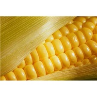 corn on the cob