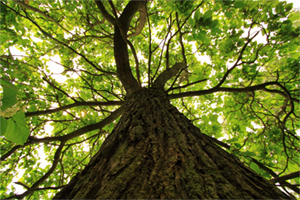 Catalpa tree