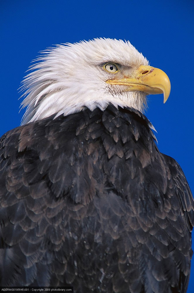 eagle.jpg