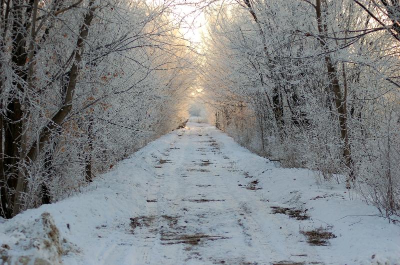 Winter trail scene