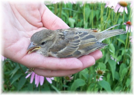 sparrow in hand