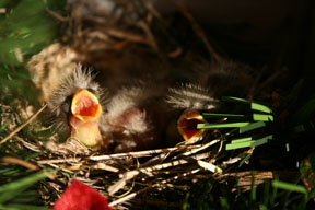 baby birds buffy