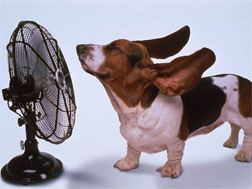 dog with fan