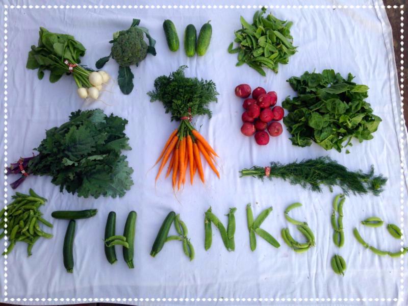 Week 6 CSA 2015 Thanks