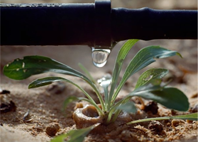 drip irrigation