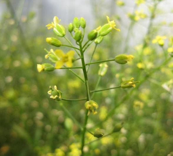 Camelina