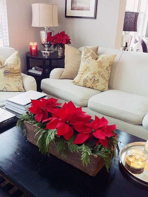 Poinsettias in living room