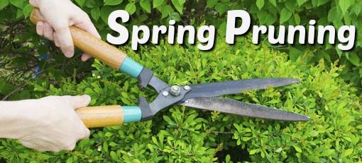 Spring Pruning