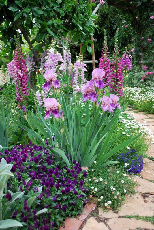 Iris in perennial bed