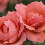 Sweet Fragrance Easy Elegance Rose