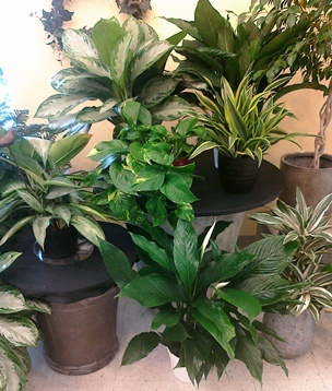 New Shipment of Lush Green Plants