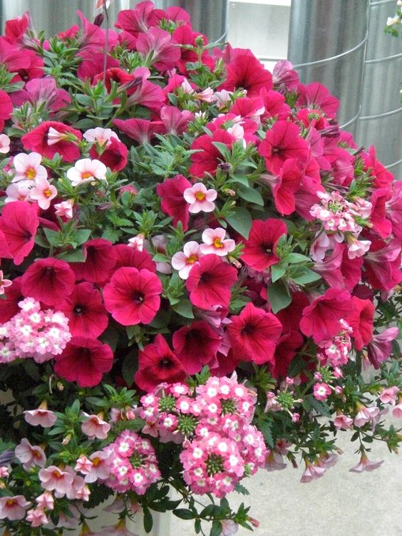 Hanging Basket