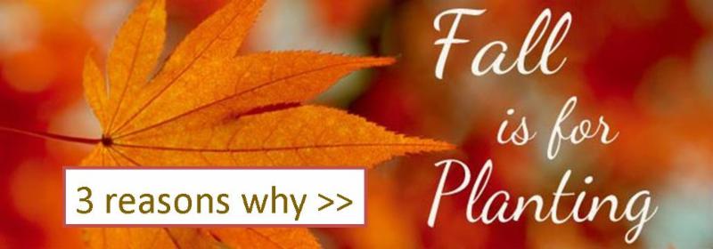 Fall is for Planting