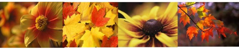 Beautiful Fall Colors