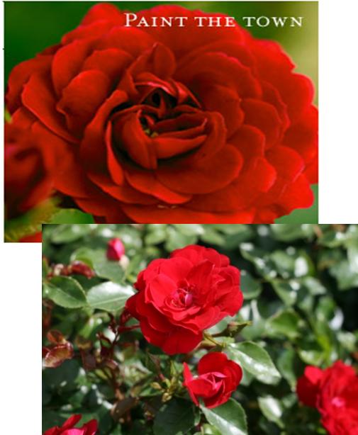 Easy Elegance Paint the Town Rose